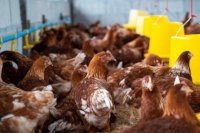 Algae in poultry feed as a sustainable solution for healthier meat and eggs